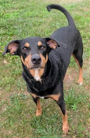 Davey - Doberman Pinscher