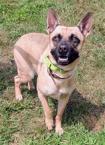 Sebrina - Black Mouth Cur