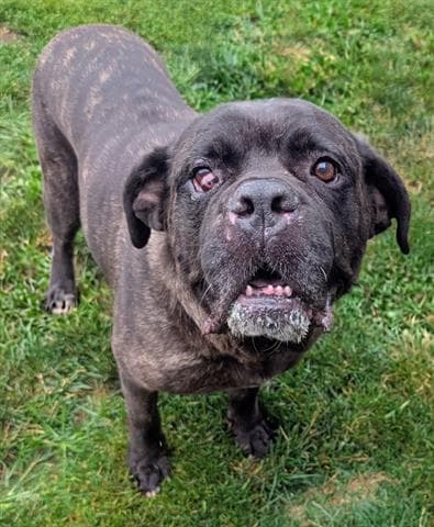 Galadriel - Mastiff