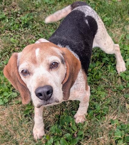 Smegol - Beagle