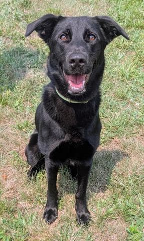 Nova - German Shepherd Dog