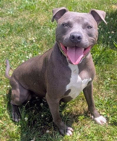Kangaroo - Pit Bull Terrier