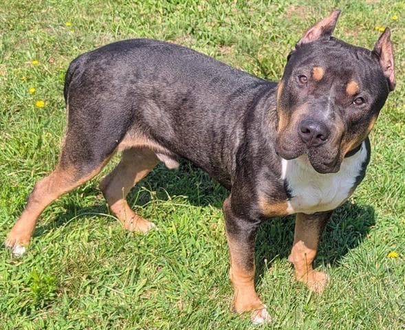 Murphy - American Staffordshire Terrier