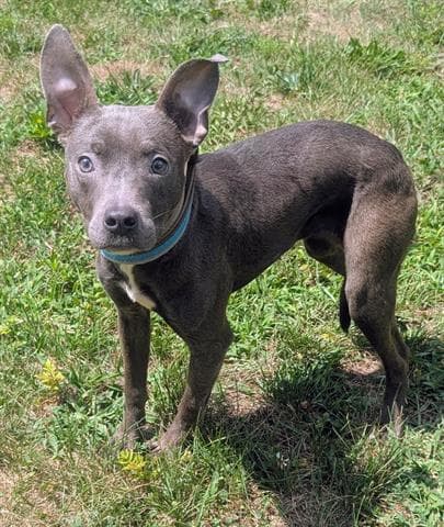 Pippy - Pit Bull Terrier