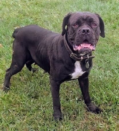 Vanessa - Cane Corso Mastiff
