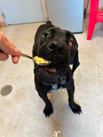 Theo - Cane Corso Mastiff