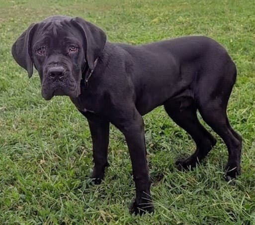 Theo - Cane Corso Mastiff