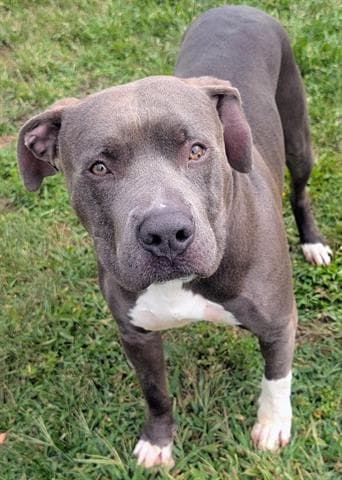 Frisbee - Pit Bull Terrier
