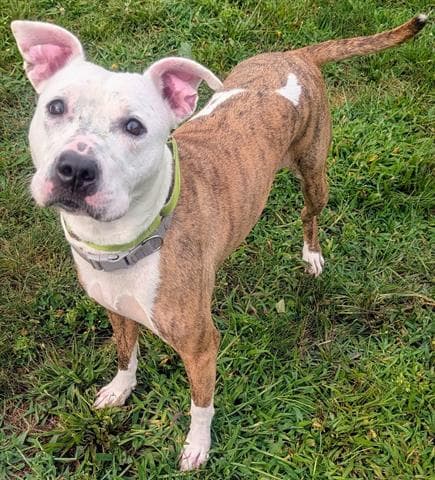 Pfeiffer - Pit Bull Terrier