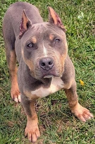 Latrell - Pit Bull Terrier