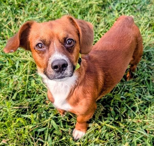 Whiskey - Dachshund