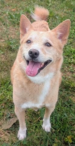 Ginsu - Australian Cattle Dog/Blue Heeler