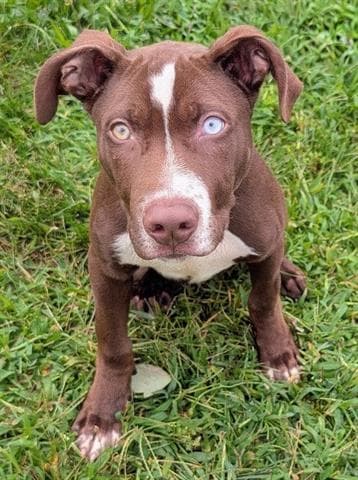 Liberty Bibberty - Pit Bull Terrier