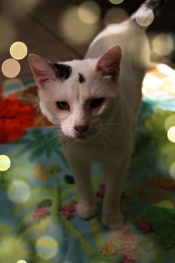 Pepper image 1