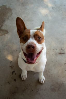 Ajax image 2
