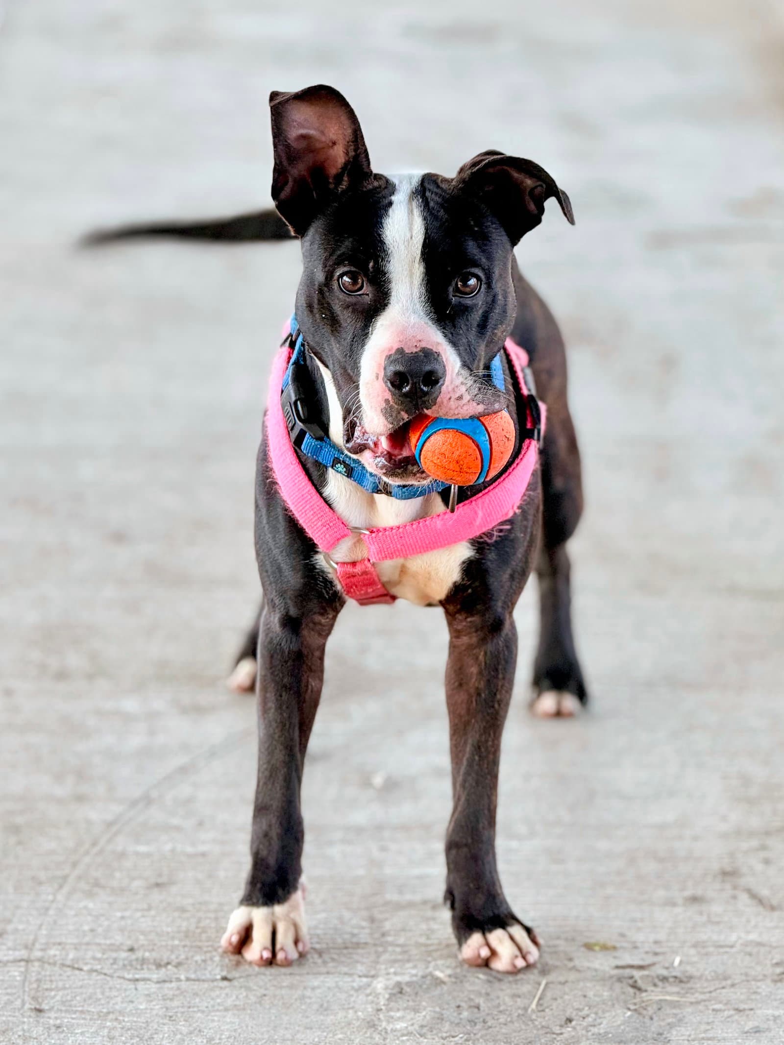Sidecar - American Pit Bull Terrier
