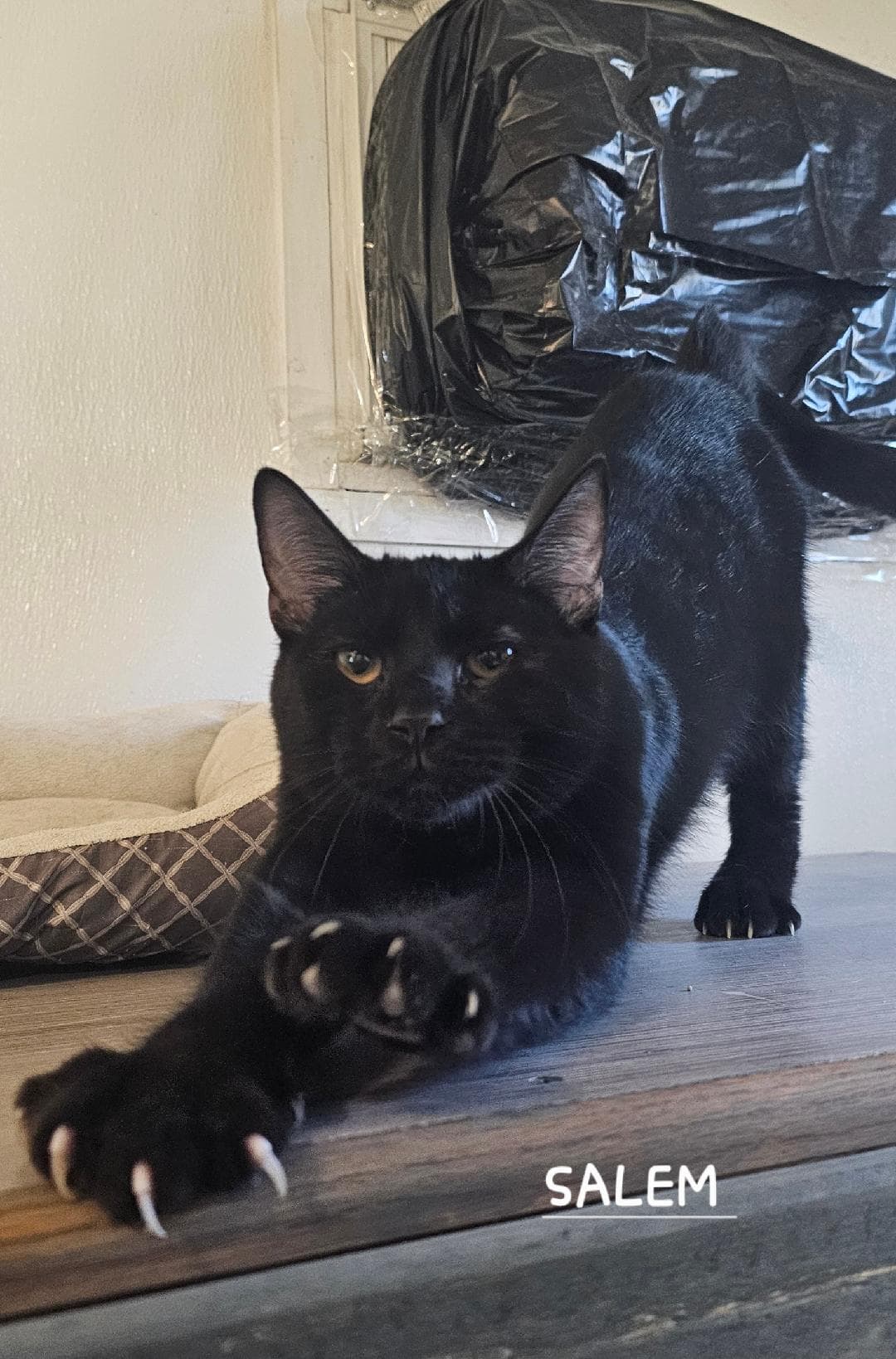 Salem - Domestic Short Hair
