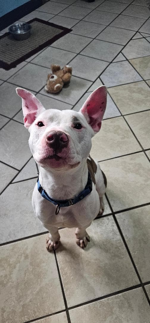 Stitch - American Pit Bull Terrier