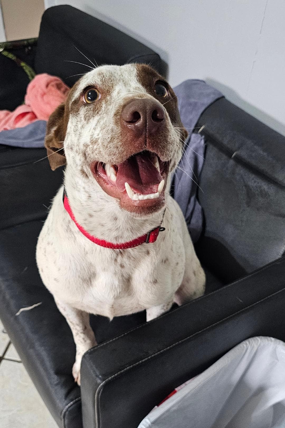 Daisy - Brittany