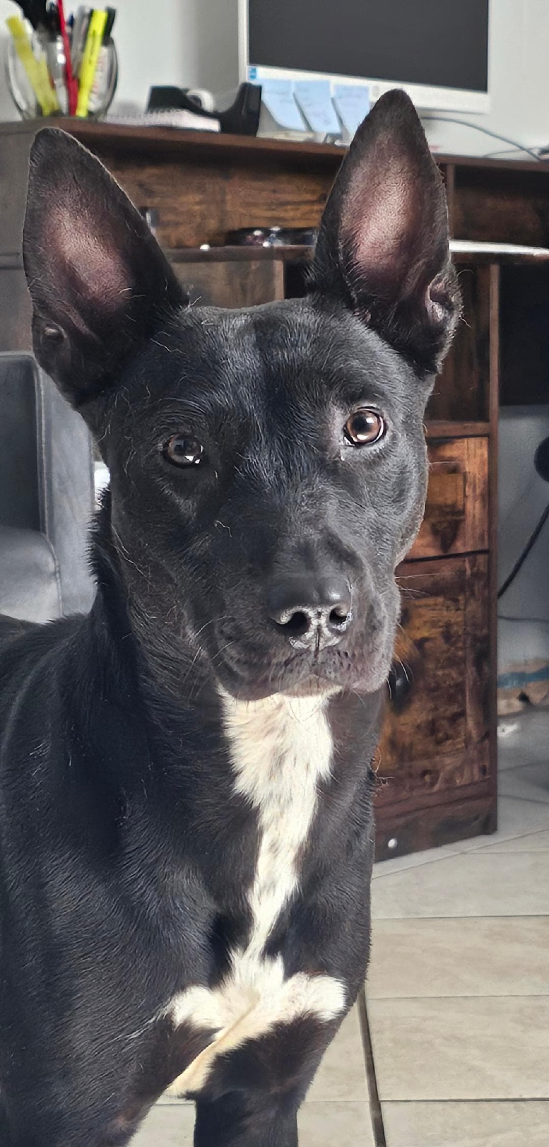 Sapphire - Terrier Mix