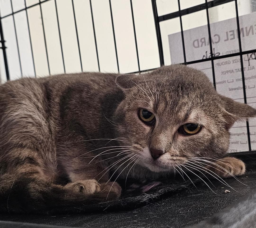 Cosmo - Domestic Short Hair