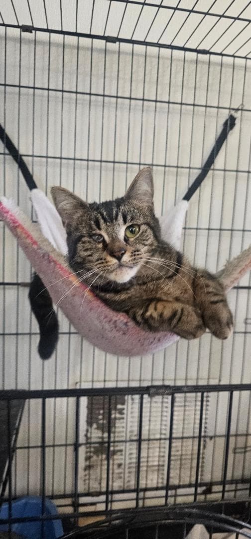 Nellie - Domestic Short Hair