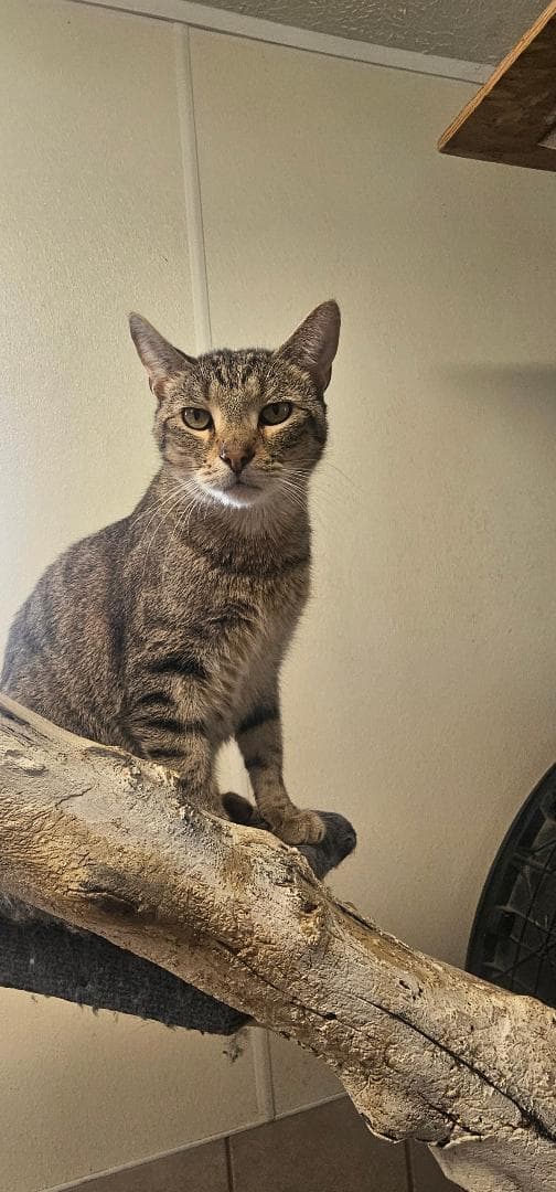 Sundae - Domestic Short Hair