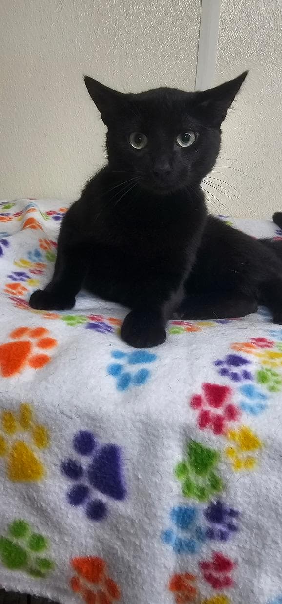Licorice - Domestic Short Hair