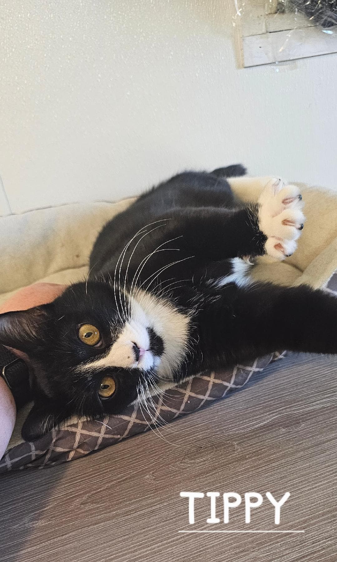 Tippy - Domestic Short Hair