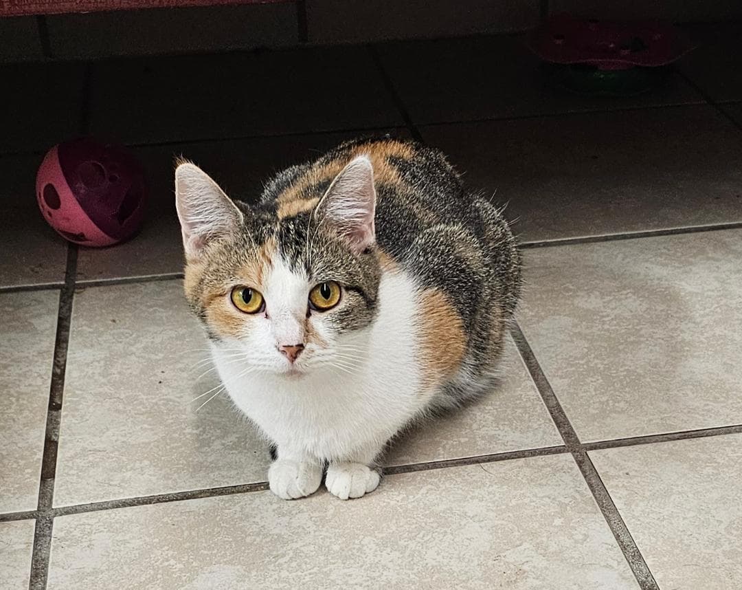 Jupiter - Domestic Short Hair