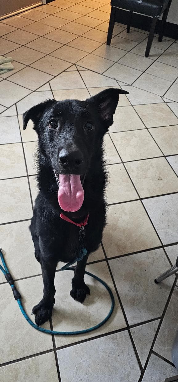 Squidgey - German Shepherd Dog