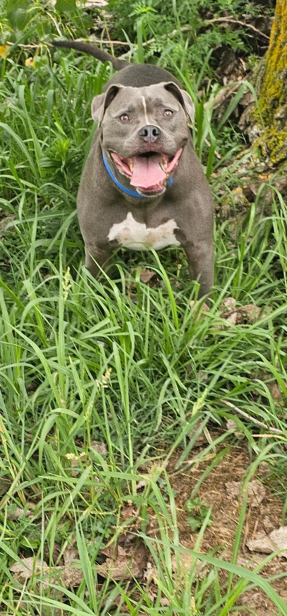 Greyson - American Pit Bull Terrier