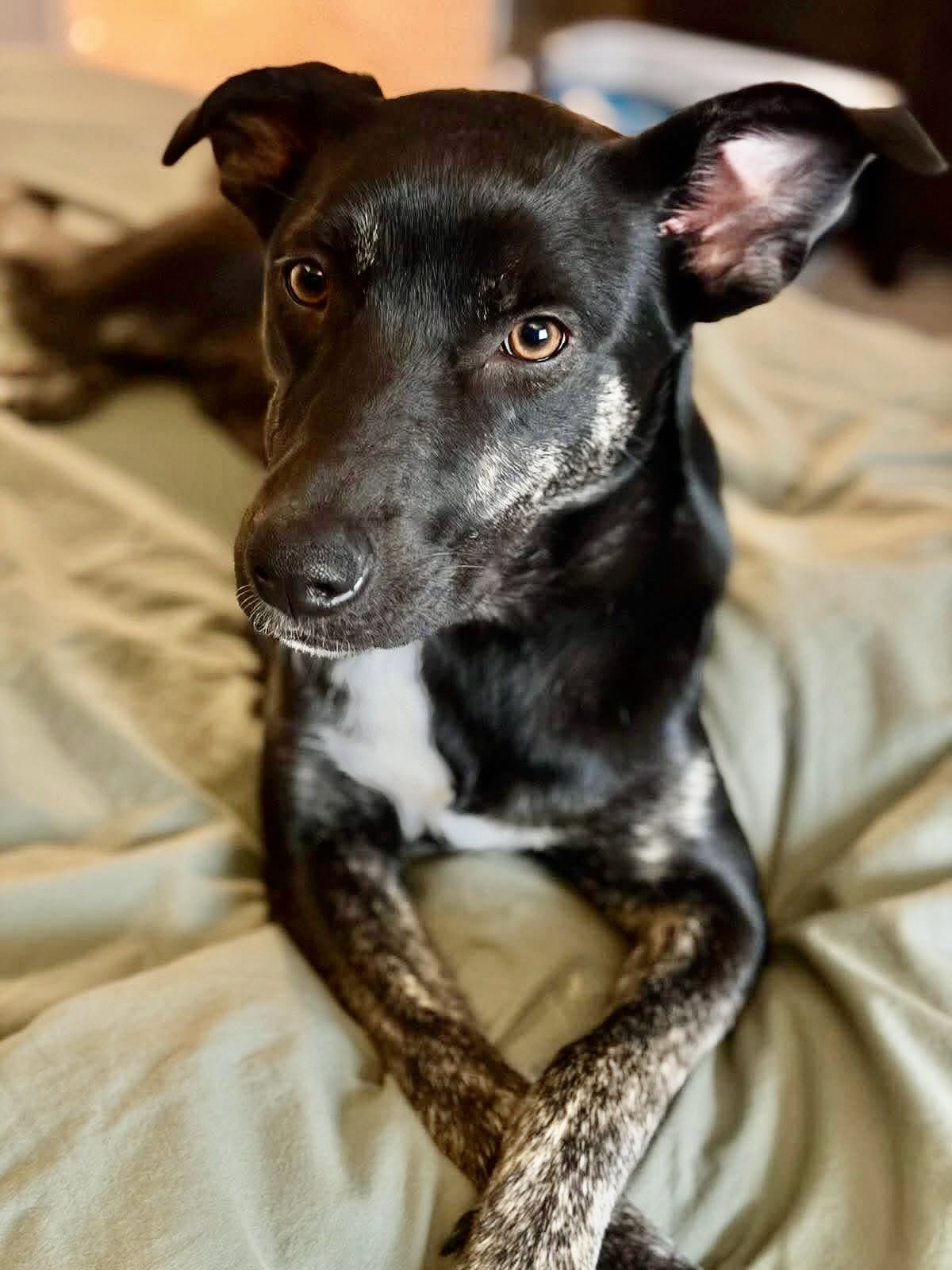 Nola