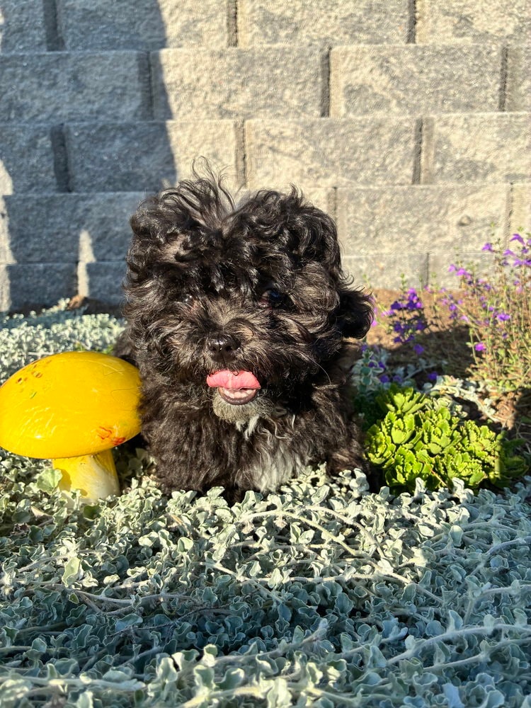 Marley