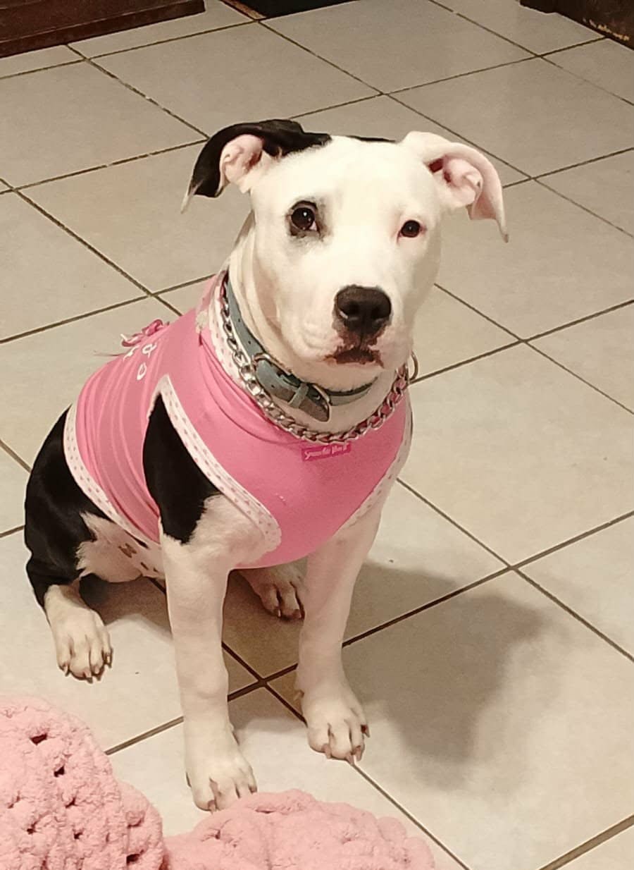 Stella D