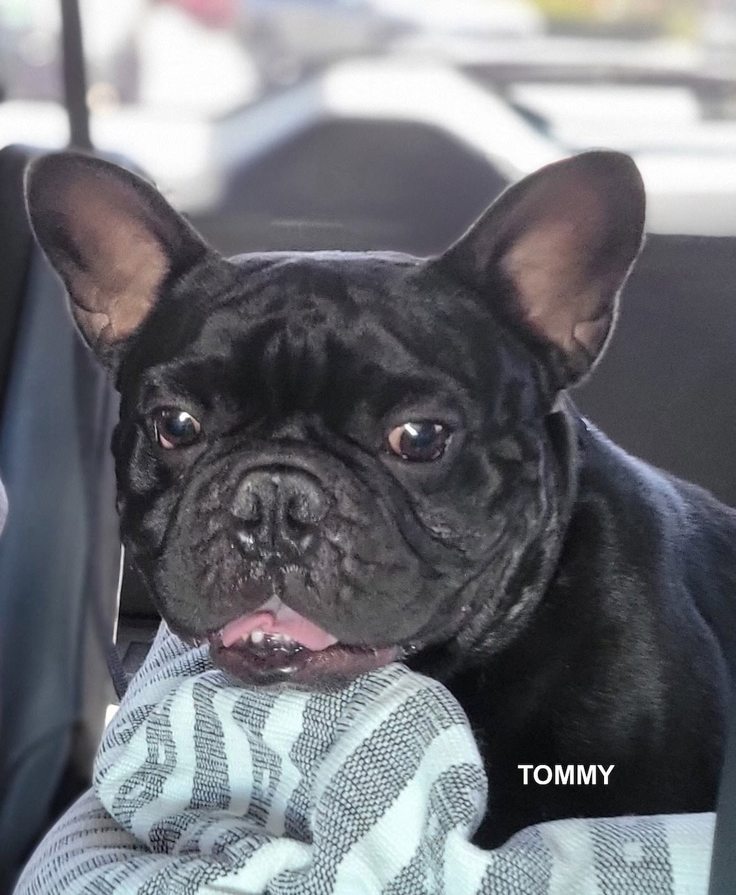 Tommy