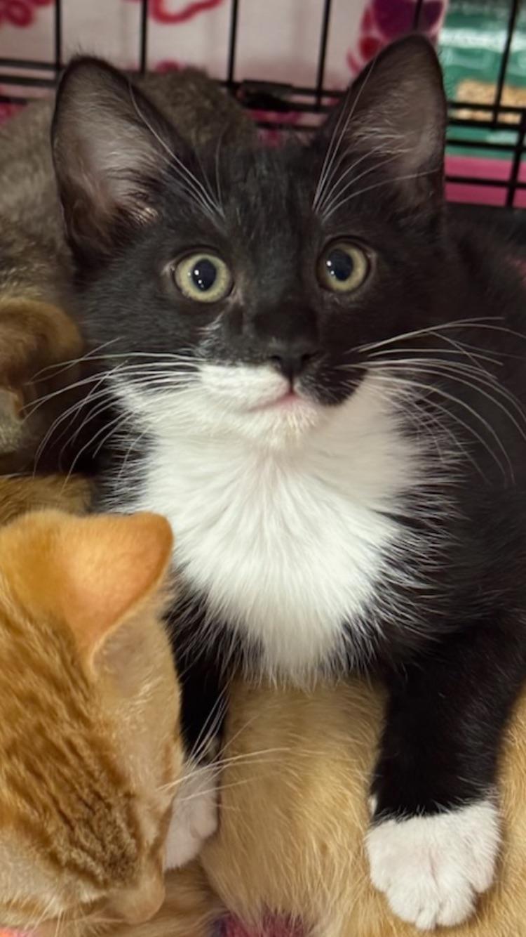 Rocky - Male Kitten