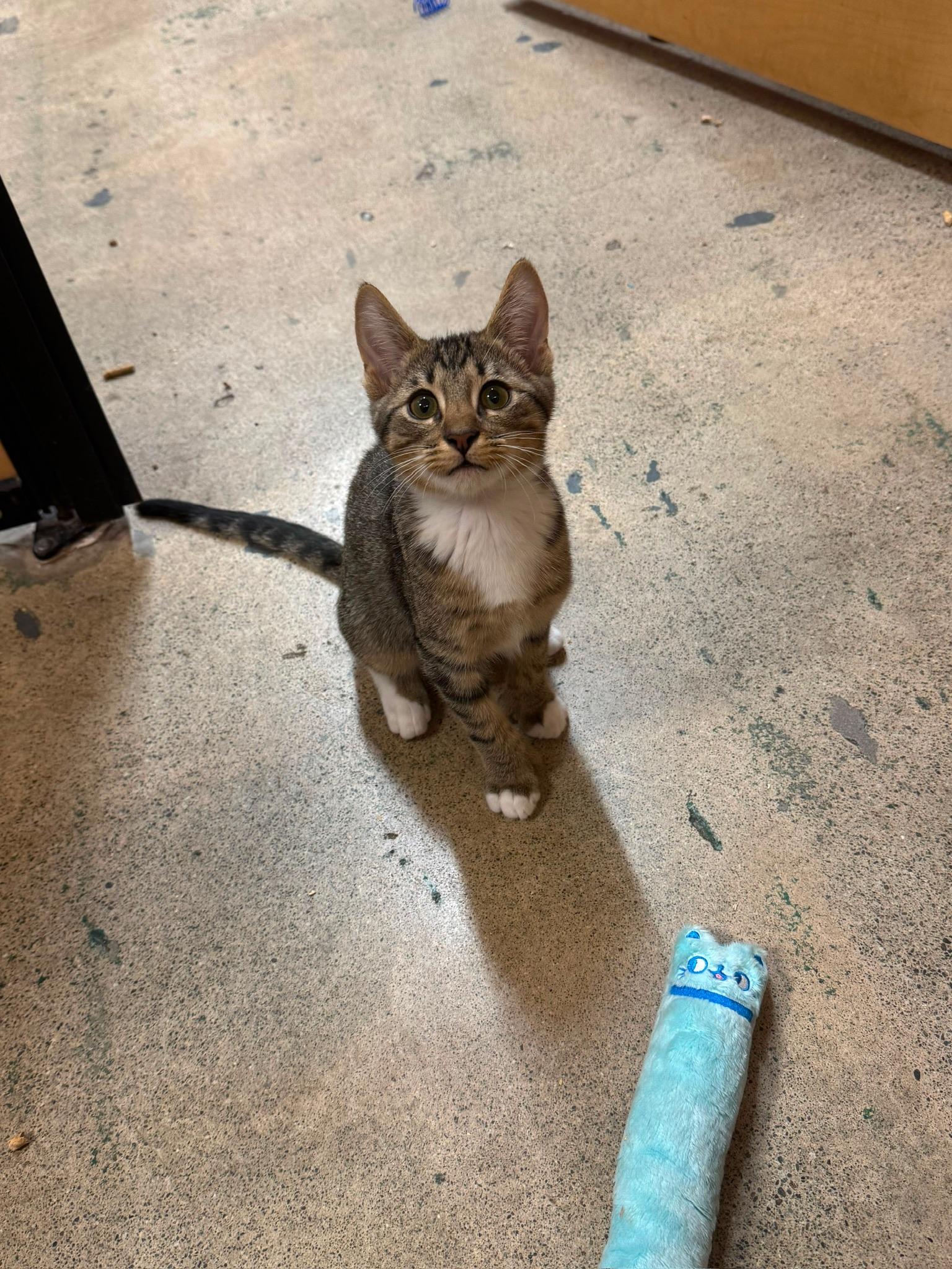 Lucky Charm -Male Kitten Polydactyl