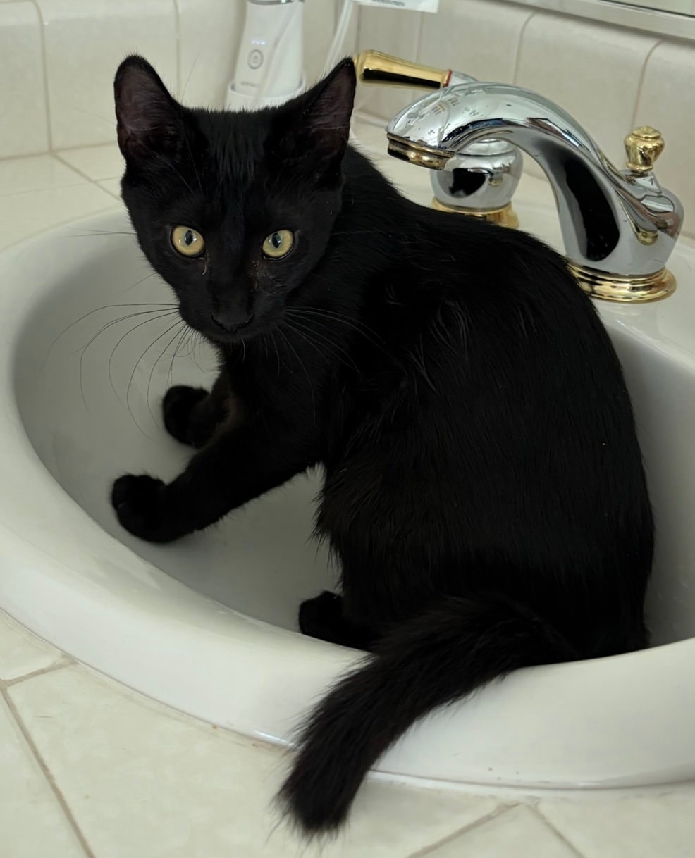 Tegi - Male Teen Kitten