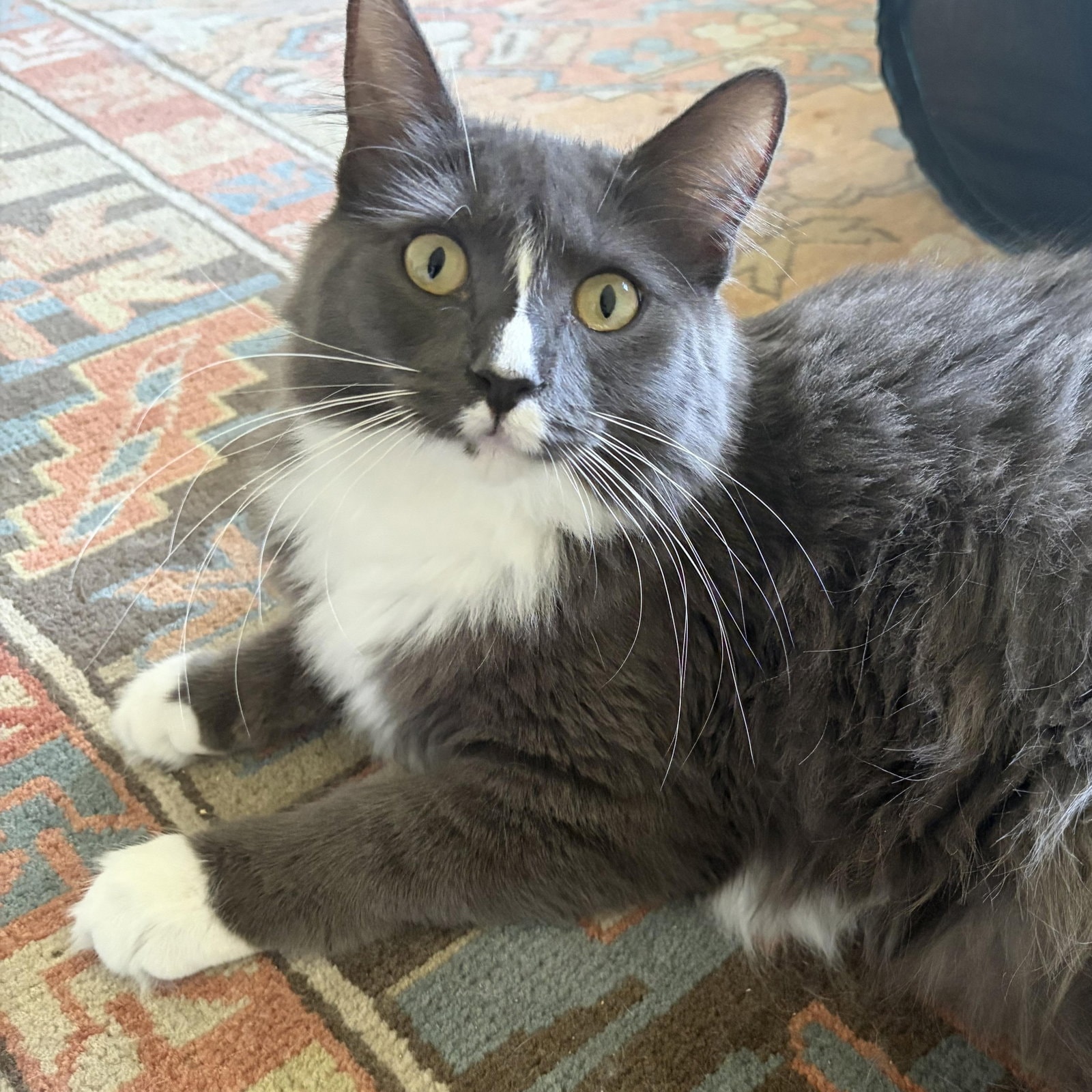 Atlas  Athena - Bonded Teen Siblings