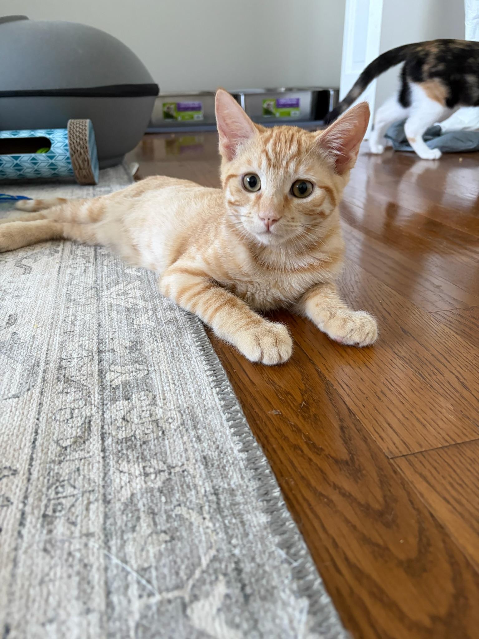 Bad Bunny - Male Kitten