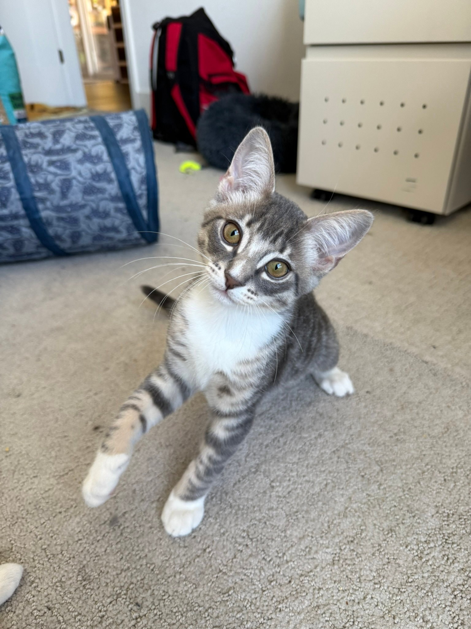 Dobby - Male Kitten