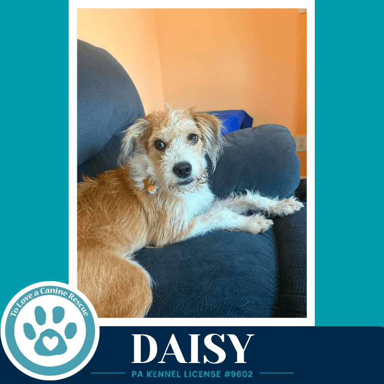 Daisy