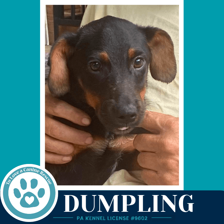 Dumpling