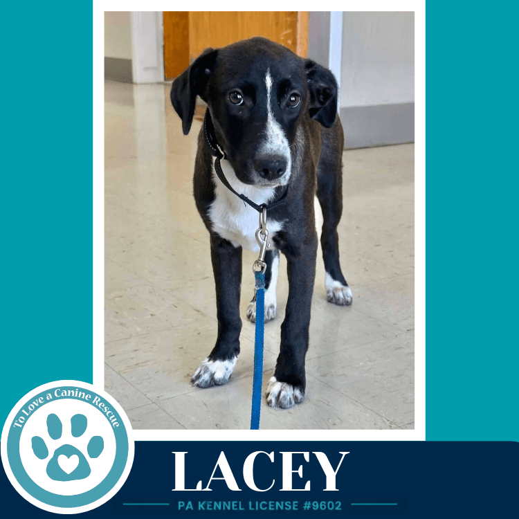 Lacey