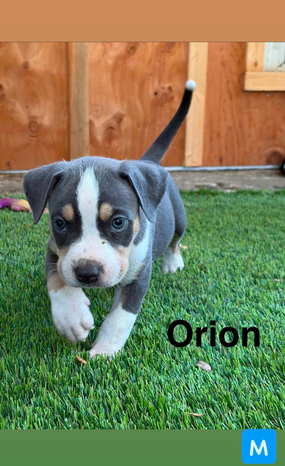 Lunas Stars - Orion