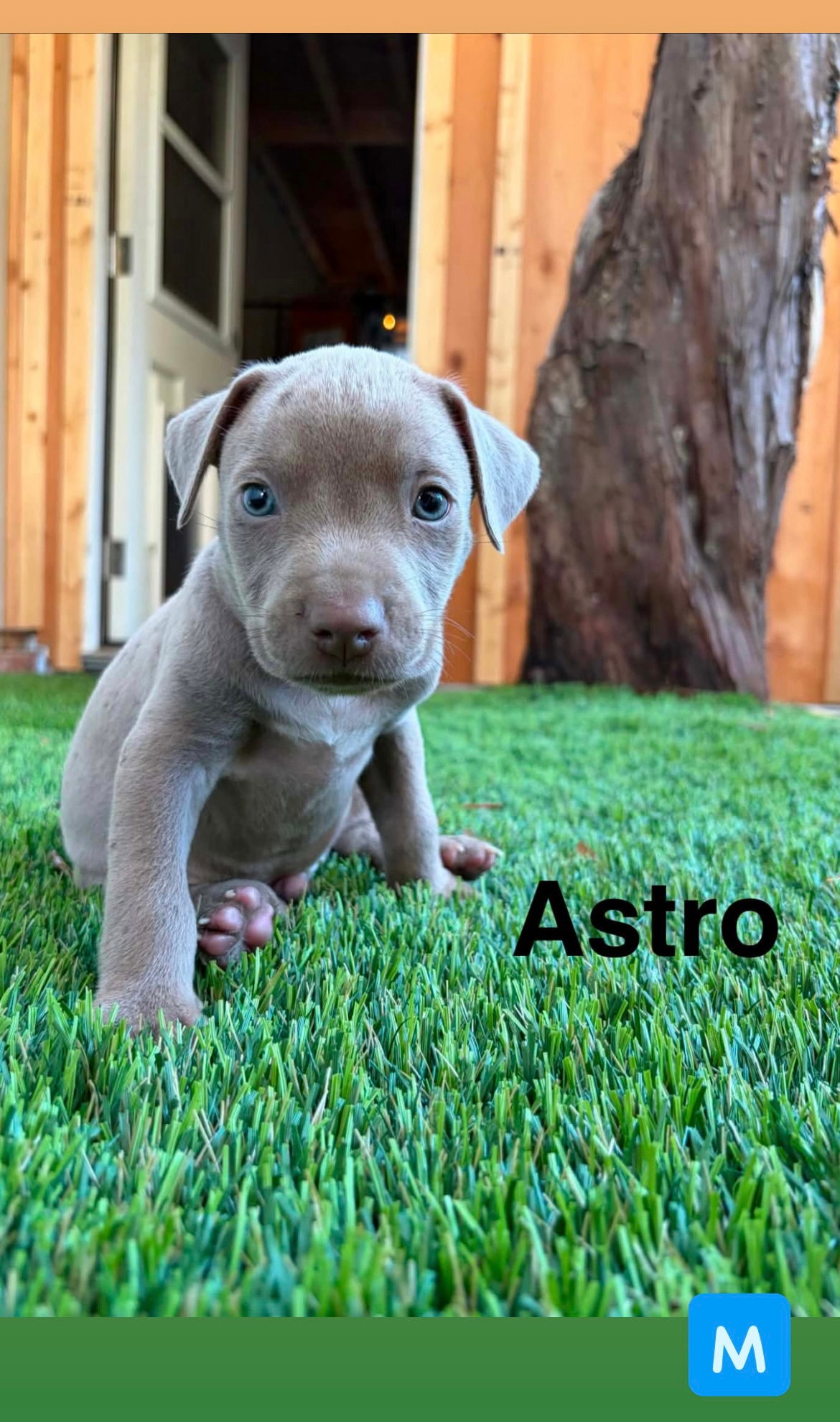Lunas Stars - Astro