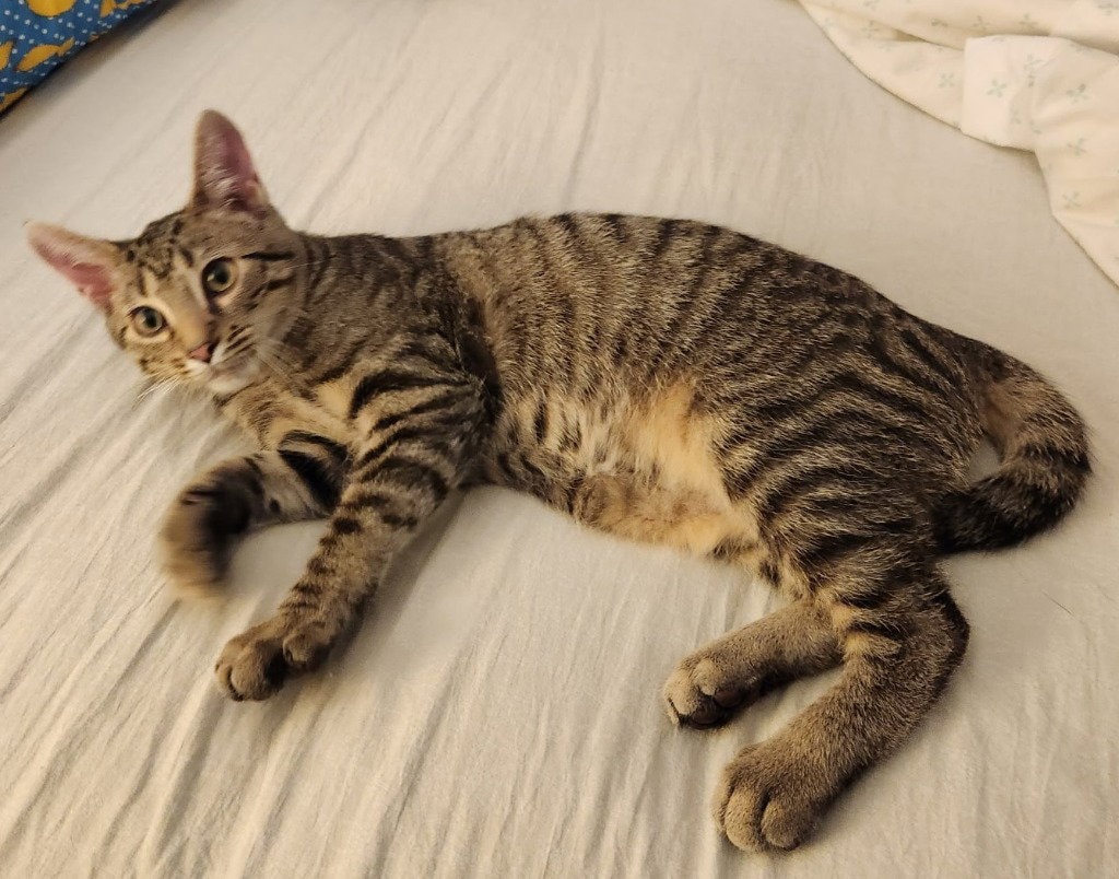 Ziggy Stardust In Foster