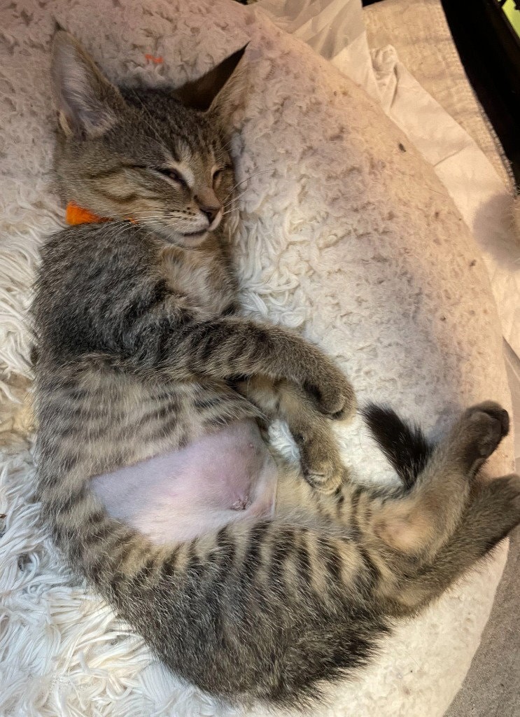 Perdita  In Foster