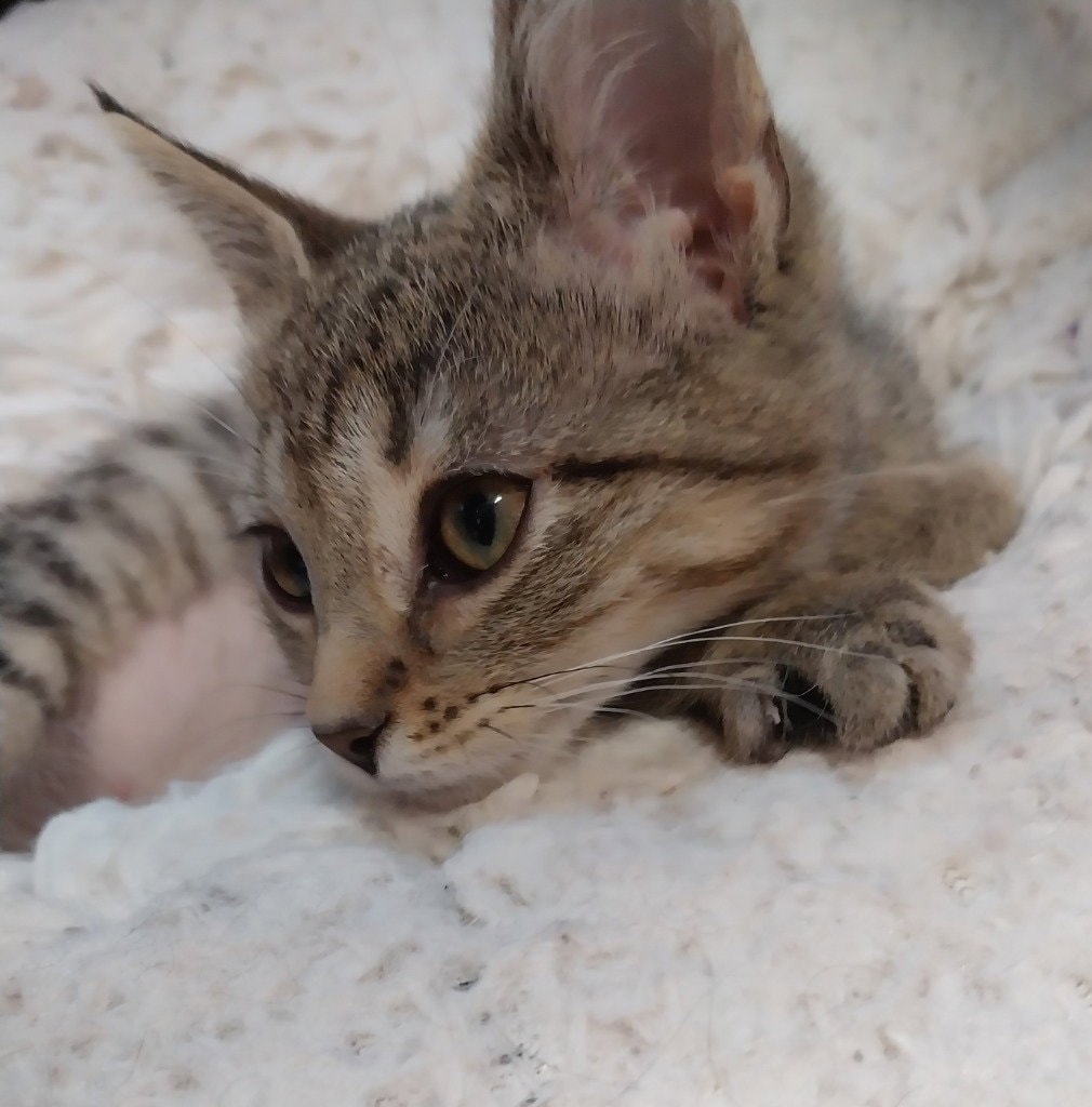 Perdita  In Foster